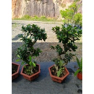 🌷 OUTDOOR 🌷 BIG SIZE  BONSAI FICUS MICROCARPA "S"/2FT/SIAP PASU