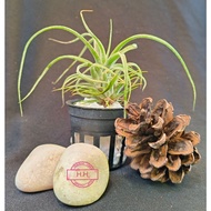 Airplant Tumbuhan Udara Tillandsia Sales T.Streptophylla Mexico Seeding空气草 空气凤梨 霸王