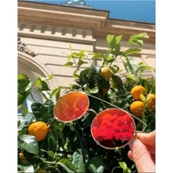 ELLE Sunglasses EL14648 Sunglasses 100% original 100% UV protection