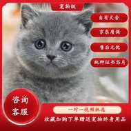 蒂瑞科纯种蓝猫纯种蓝猫小猫咪活体英国短毛猫宠物活体贵族蓝猫宠物猫 宠物级