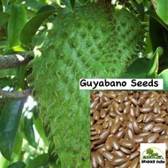 guyabano Seeds (10 seeds)