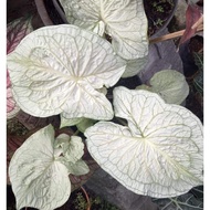 Umbi Caladium white jaguar - keladi hias Hybrid Import