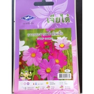 Bunga dwarf cosmos import​ dari​ thailand​