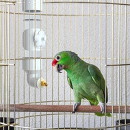 Bird Cage Water Dispenser Parrot Automatic Drinking Device Bird Drinking Bekas Minum Air Burung Bird