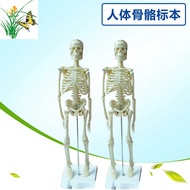 45CM Human Body Bone Model Medical Teaching Model Human Body Bone Specimen Skeleton Bone Model