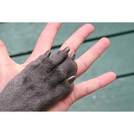 Pet Nail Filer - Straight / Curve [Bundle Pack]