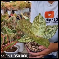 Aglaonema Golden Hope Kualitas Terjamin