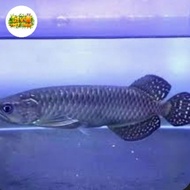 Ikan Arwana Jardini Batik ±20-23cm