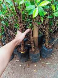 BERINGIN KIMENG BAHAN BONSAI HIDUP KIMENG / FICUS MIKROCARPA