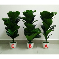 [READY STOCK] FIDDLE FIG 70CM