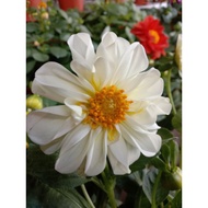 🔥🔥Dahlia Kampung No.11🔥🔥