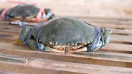 KEPITING SUPER HIDUP SEGAR JUMBO 1KG isi 2
