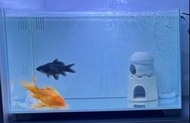 魚缸+氧氣瓶
