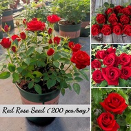 Malaysia 200Pcs Fast Germination Red Rose Flower Seeds Bunga Rose Hidup Benih Bunga Benih Pokok Bunga Flower Seeds