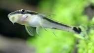 Oto fish Algae Eater
