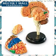 Brain Anatomy 4D Removable Model - Anatomy Medical Human Brain Teaching Model-Anatomy Brain Model