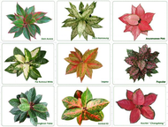 Various varies of Aglaonema, Chinese Evergreen (0.45m), air purifying /NASA research) indoor plant