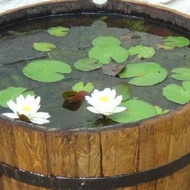 Lotus flower (ALREADY LIVE) white flower lotus tree lotus tree already rooted and sprouted
