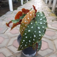 Begonia Maculata Raddi, Tout Begonia, Spotted Begonia