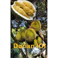 Berjaya Plant Nursery - Pokok Durian IOI/D101榴莲树苗(Pokok Buah Hidup/Benih Buah-buahan/Real Live Fruit