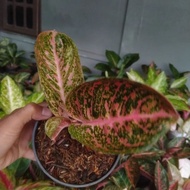 Baby anakan aglonema ARINI bt11751