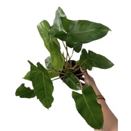 (philodendron burle marx plant) tanaman hias phillo brekele -