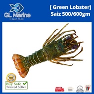 【Wholesales】[Premium Grade] GL MARINE Green Lobster 青龙虾 [ Size : 500/600gm/EKOR]