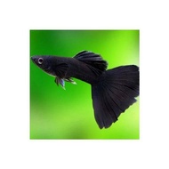 Live Black Moscow Guppy Fish  GRADE A MALE ONLY  1.5 -2.5 inch