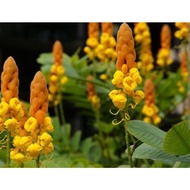 Pokok senna atau cassia senna