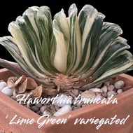 Haworthia truncata Lime Green variegated