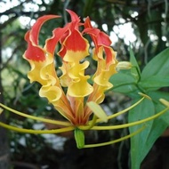 2-10หัว/ชุด หัวเหง้า ดองดึง หัวฟาน หัวขวาน พันมหา (อีสาน) ใช้ปลูก Gloriosa Superba.