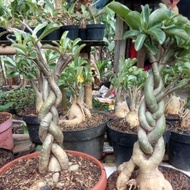 ready Tanaman hias bibit bonsai Adenium bonggol besar MURAH