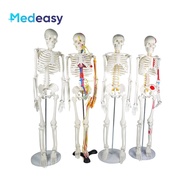 85cm Human Anatomical Skeleton Model, Plastic Skeleton Anatomy Model