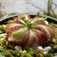 DROSERA ALICIAE (SUNDEW)