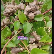 Ready Stock Fast Shipping Wild Vines Three Seven Seeds Edible Courtyard Balcony Potted Green Plants 