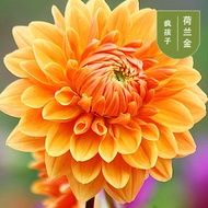 Dahlia Sweet Potato Flower Dahlia Flower Planting Ball Courtyard Planting Potted Plant Plant Ball Ro