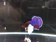 IKAN LAGA BETTA  DUMBO HALFMOON PLAKAT MALE(random pick for customer)