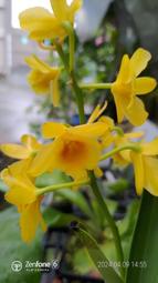 寶哥蘭園  Den. chrysotoxum 鼓槌石斛，極會開花，花香