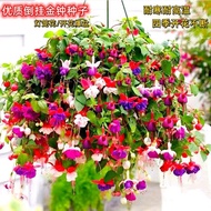 Upside Down Admiralty Lantern Flower Seeds Hanging Clock Begonia Easy Planting Indoor Balcony Plant 