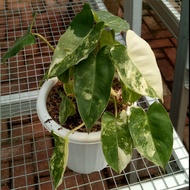 Philodendron Burle Marx Variegata _ Tanaman Hias Murah