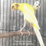 kenari f2 gb giboso jantan