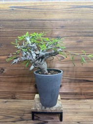 尼哥乳香 （boswellia neglecta）caudex plant植物鉢 精品株 （塊根植物）