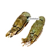 Lobster Laut Segar 1kg per ekor Fresh