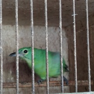 cucak ijo betina siapan