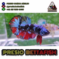 Ikan Cupang Jantan Avatar Gordon / Kode: PB00096