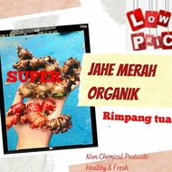 JAHE MERAH SUPER/BIBIT JAHE MERAH/BIBIT RIMPANG TUA JAHE MERAH hrt35