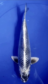 IKAN KOI IMPORT JEPANG KAGE SHIRO KANEKO KOI FARM 30 CM