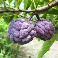 Pokok Buah Nona Kampung merah Ungu Purple