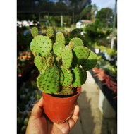 Mickey Cactus / Opuntia Cactus