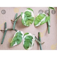 Real Plant Njoy 白金葛/黄金葛~ 1 cutting 1 leave / Money Plant Epipremnum ‘N-Joy’ / NJoy Pothos 白金葛 / 黄金葛